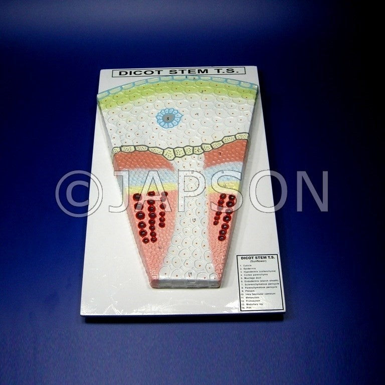 Model, T. S. Dicot Stem Model, T. S. Dicot Stem